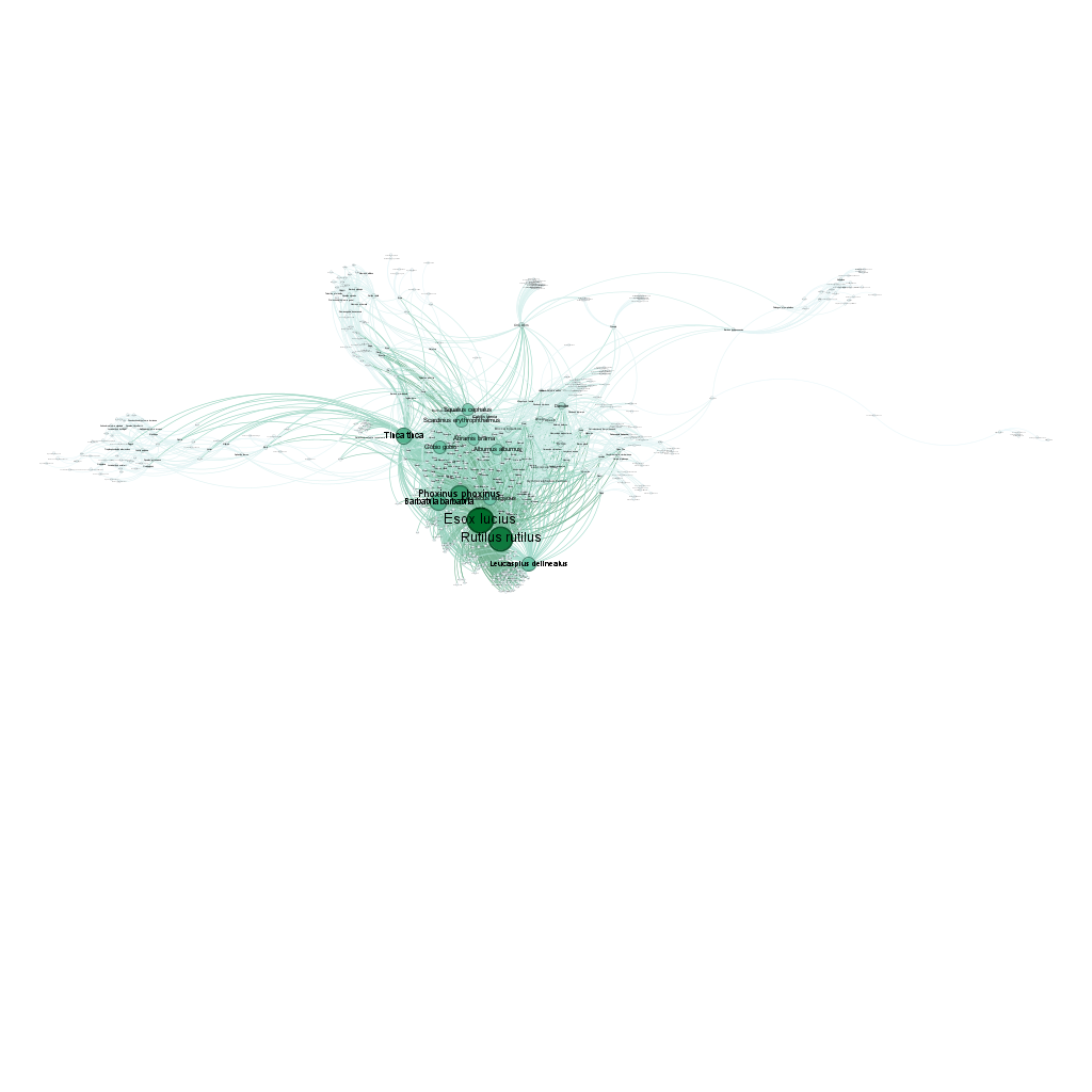 Network fish basic