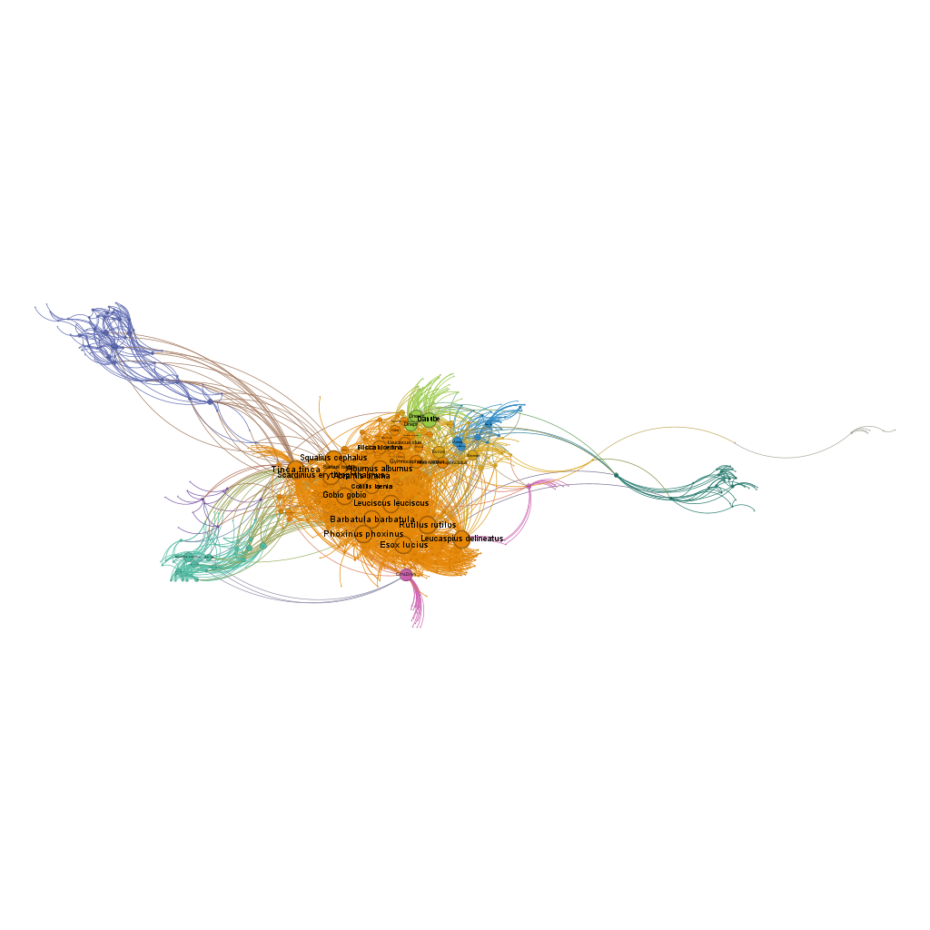 Network fish bipartite colored
